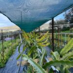 Traditional Olive Grove and Dragon Fruit Farm Tour - Practical Details