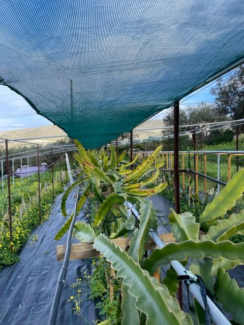 Traditional Olive Grove and Dragon Fruit Farm Tour - Practical Details