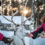Traditional Reindeer Farm Visit with a Short Sleigh Ride - Analyzing the Value