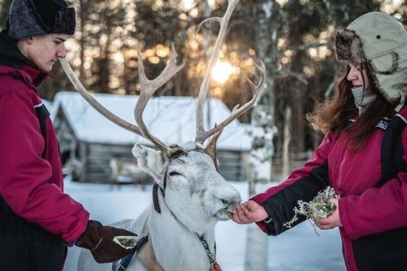 Traditional Reindeer Farm Visit with a Short Sleigh Ride - Analyzing the Value