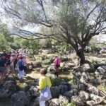 Trenino Supramonte: Guided tour of Golgo plateau - Transportation and Group Sizes