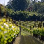 Treviso neighborhood: Tenute Tomasella/Wine Experience - Frequently Asked Questions