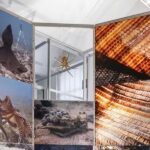 Triennale Milano: Guided visit  Living together: biodiversity and health - Final Thoughts