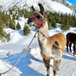 Triesenberg: Private hike with our llamas - Practical Details and Booking