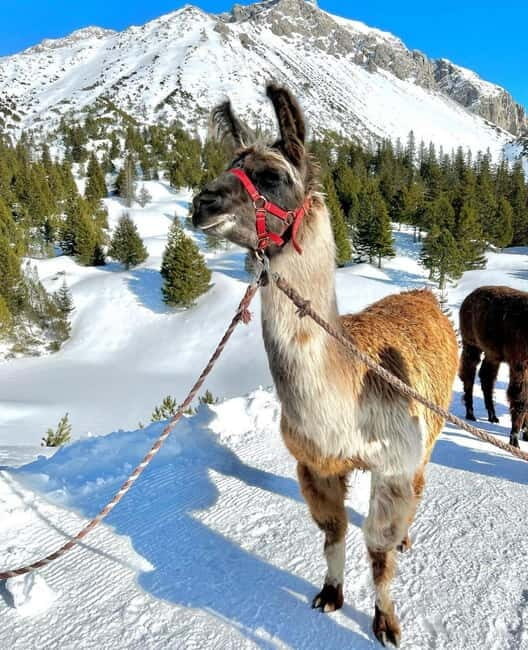 Triesenberg: Private hike with our llamas - Practical Details and Booking