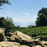 Trieste: 2.5-Hour Prosecco Origins Tour and Tastings - Price and Value: Is It Worth It?