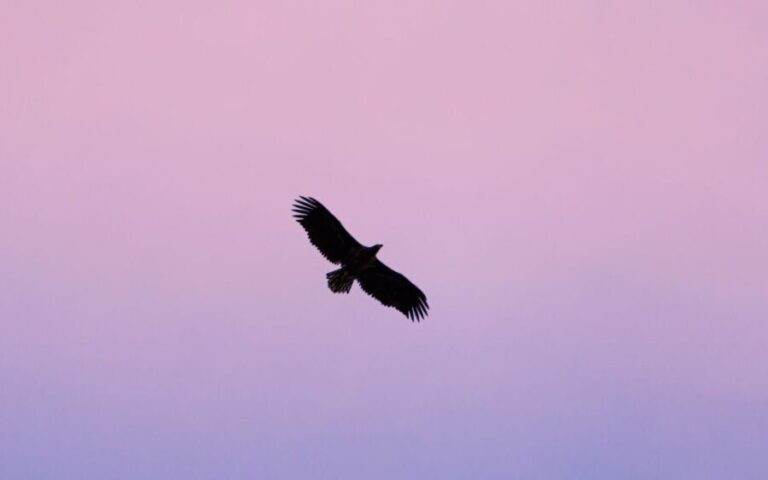 Tromsø: Arctic Fjord Cruise in Polar Landscapes - Final Thoughts