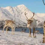 Tromsø: Arctic Fjords Tour. Sommerøya and Kvaløya with Lunch - Why This Tour Offers Great Value