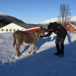 Tromsø: Cosy Farm Visit with a Chance of Northen Lights - Detailed Itinerary Breakdown