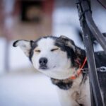 Tromsø: Dog Sledding Adventure at Camp Aspemo - Practical Tips for Booking and Enjoying