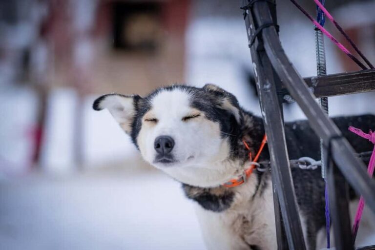 Tromsø: Dog Sledding Adventure at Camp Aspemo - Practical Tips for Booking and Enjoying