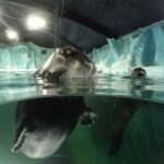 Tromsø: Entrance Ticket to Polaria - Who Will Love Polaria?