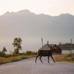 Tromsø: Fjord Tour and Visit to Sommarøy with Expert Tour Guide in Italian - The Scenery and Cultural Highlights