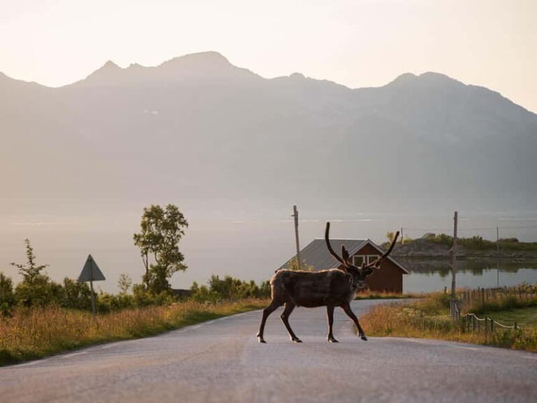 Tromsø: Fjord Tour and Visit to Sommarøy with Expert Tour Guide in Italian - The Scenery and Cultural Highlights