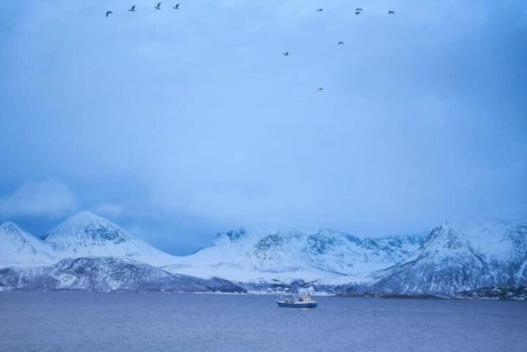 Tromsø: Fjord tour to Sommarøya - What’s Included and What You Should Bring