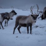 Tromsø: Fjords & Beaches Tour with campfire and photos - The Real Value of This Tour