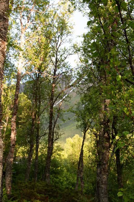 Tromsø: Guided Forest Bathing Experience - The Sum Up — Who Should Consider This Experience?