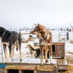 Tromsø: Husky Sled Self-Drive with Traditional Lunch - Who Should Consider This Tour?