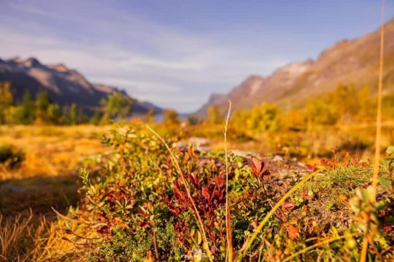 Tromsø: Lyngen Alps Sightseeing Tour with Lunch - What Reviewers Say