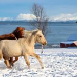 Tromsø: Lyngen Horse Stud Farm Visit - What the Reviews Reveal