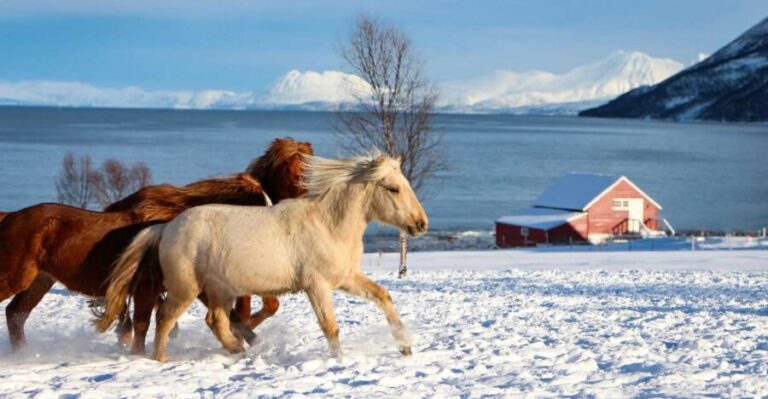 Tromsø: Lyngen Horse Stud Farm Visit - What the Reviews Reveal