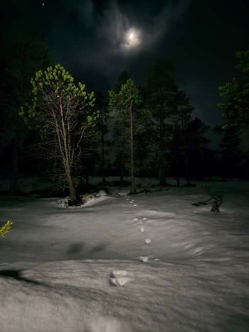 Tromsø: Northern Lights and a Starlit Adventure Tour - Practical Details and Value