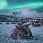Tromsø: Reindeer Feeding with Chance of Northern Lights - Arriving at the Sami Camp — Reindeer Feeding and Culture
