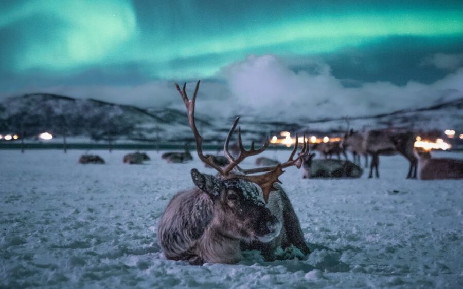 Tromsø: Reindeer Feeding with Chance of Northern Lights - Arriving at the Sami Camp — Reindeer Feeding and Culture