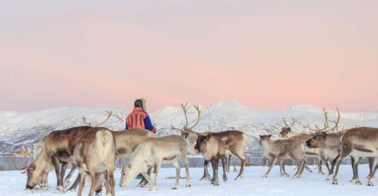 Tromsø: Reindeer Ranch and Sami Cultural Tour with Lunch - The Itinerary and Experience Breakdown