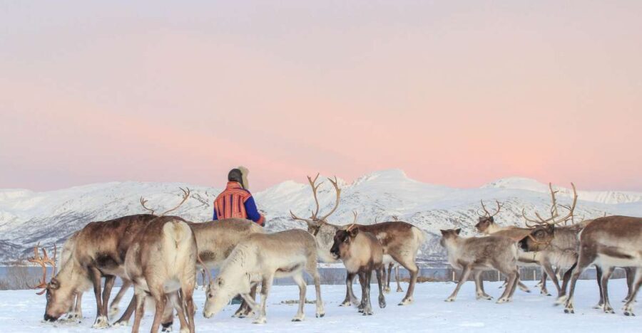 Tromsø: Reindeer Ranch and Sami Cultural Tour with Lunch - The Itinerary and Experience Breakdown
