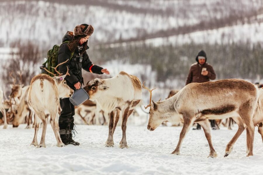 Tromsø: Reindeer Sledding & Feeding with a Sami Guide - A Detailed Look at the Experience