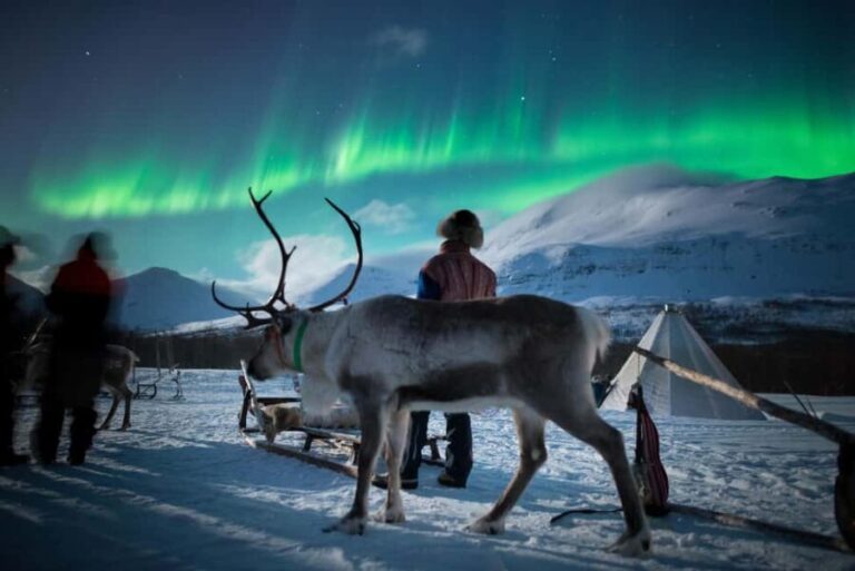 Tromsø: Sami Culture, Northern Lights and Reindeer Feeding - Detailed Breakdown of the Experience