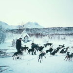 Tromsø: Self-Drive Husky Dog Sledding Adventure - Whats Included and Practical Details