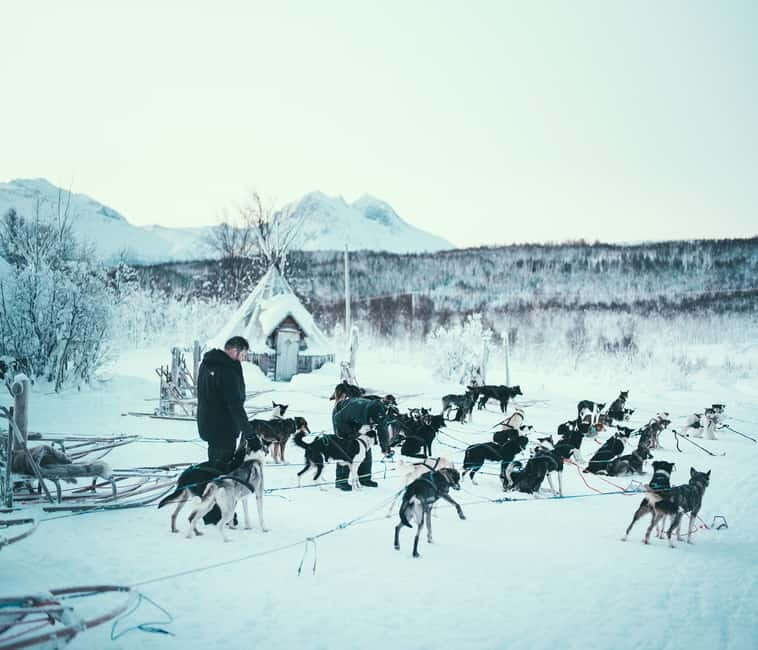 Tromsø: Self-Drive Husky Dog Sledding Adventure - Whats Included and Practical Details