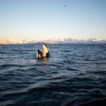 Tromsø: Skjervøy Pilothouse Boat Whale Watching Tour - Who Would Love This Tour?