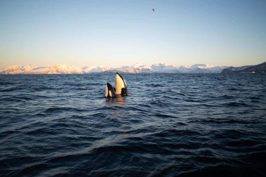 Tromsø: Skjervøy Pilothouse Boat Whale Watching Tour - Who Would Love This Tour?