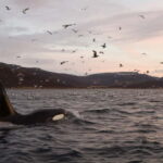 Tromsø: Skjervøy RIB Whale Watching Tour - Who Will Enjoy This Tour?