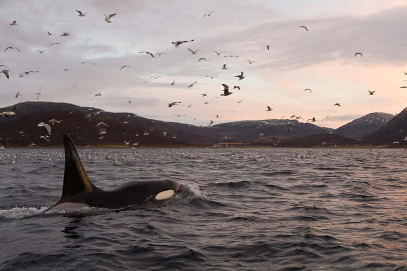 Tromsø: Skjervøy RIB Whale Watching Tour - Who Will Enjoy This Tour?