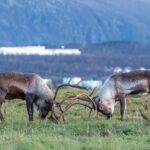 Tromsø: Small Group Kvaløya & Sommarøy Fjord Tour with Lunch - An In-Depth Look at the Tromsø Small Group Tour