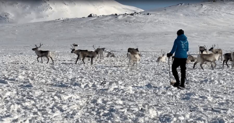 Tromsø: Snowshoeing with Reindeer - Who should consider this tour
