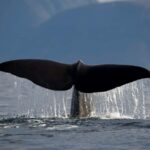 Tromsø: Whale watching on a traditional sail boat - Key Points