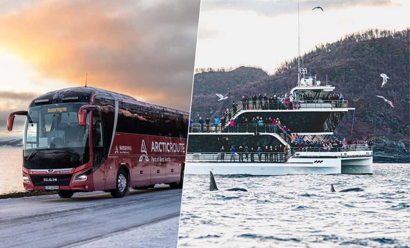 Tromsø: Whale Watching on hybrid boat with scenic bustrip - An In-Depth Look at the Whale Watching Tour in Tromsø