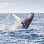 Tromsø: Whale Watching VIP Boat Tour with Lunch - Final Thoughts: Who Should Consider This Tour?