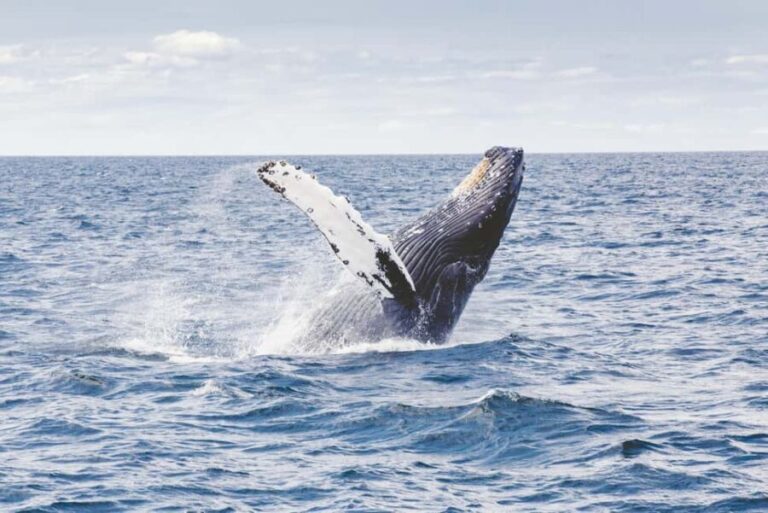 Tromsø: Whale Watching VIP Boat Tour with Lunch - Final Thoughts: Who Should Consider This Tour?