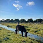 Tuili: Wild Giara Tour - Authentic, Value-Driven Adventure