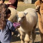 Turin: Encounter with Alpacas on an Educational Farm with a Tour Guide - Key Points
