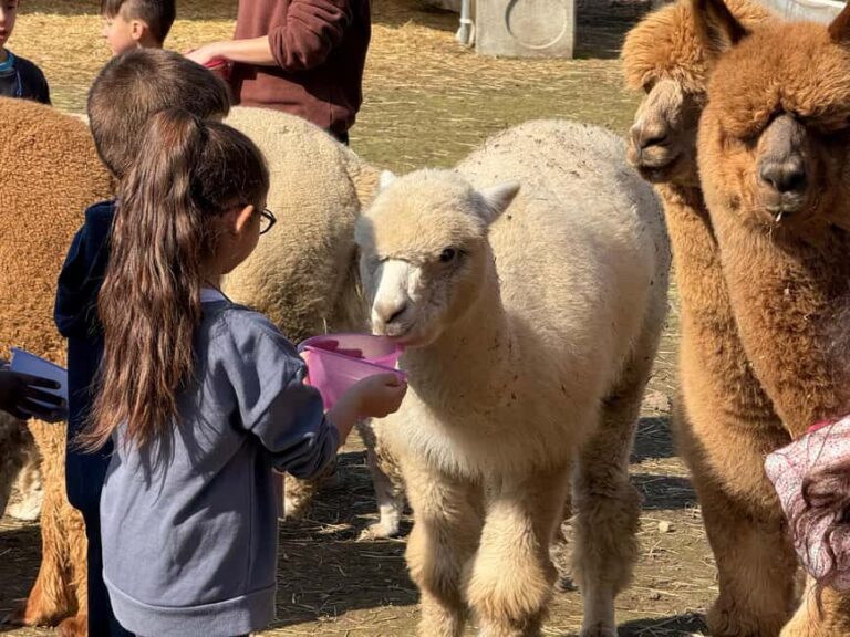 Turin: Encounter with Alpacas on an Educational Farm with a Tour Guide - Key Points