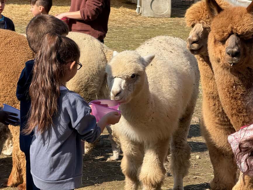 Turin: Encounter with Alpacas on an Educational Farm with a Tour Guide - Key Points