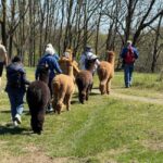 Turin: Walk with Alpacas in the Green and View of Monviso - Why This Tour Stands Out