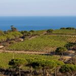 Tuscany: Ripalte Design Winery Wine and Cheese Tasting Tour - A Scenic Journey to a Unique Tuscan Winery